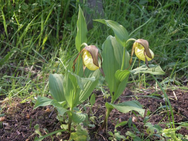 cypripedium calceolus